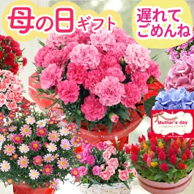【15時まで本日出荷☆遅れてごめんね！緊急セール】母の日 プレゼント 花 カーネーション 選べる花鉢 ギフト