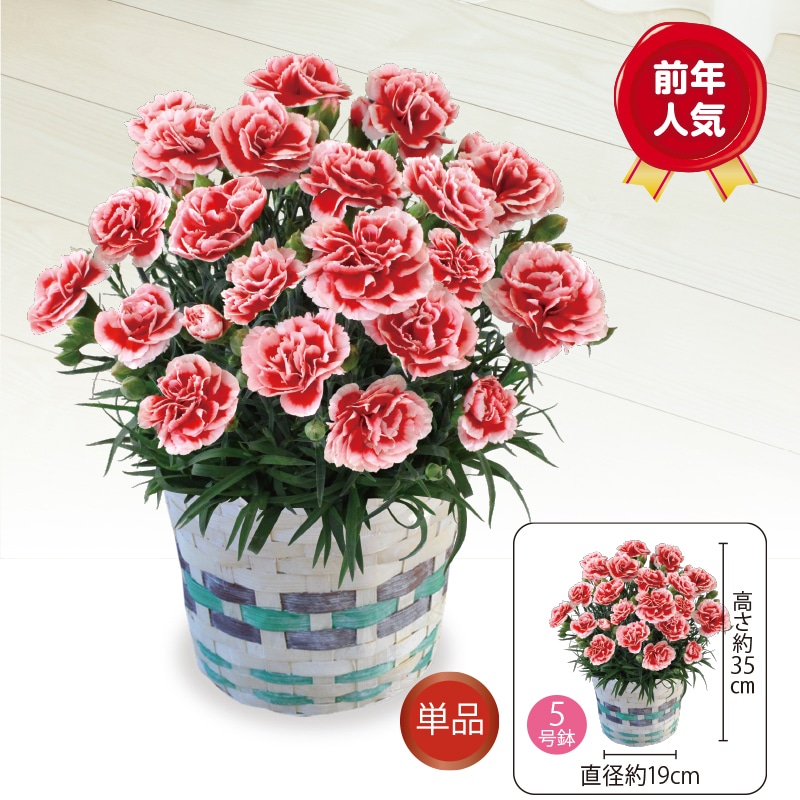 ＜母の日＞カーネーション「いちごホイップ」
