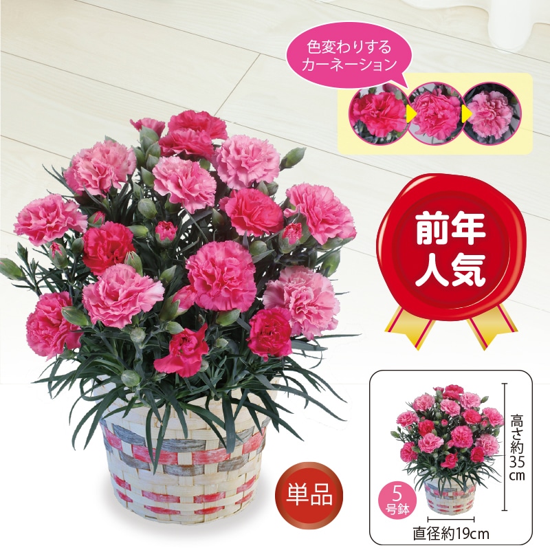 ＜母の日＞カーネーション「さくらもなか」