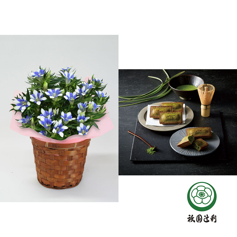 【敬老の日】生花 りんどう白寿＆祇園辻利監修フィナンシェ