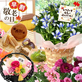 早割 敬老の日 花 鉢植え お菓子 プレゼント ギフト 選べる25通り 花とスイーツ セット フラワーギフト グルメ 敬老 鉢花 花鉢 甘味 お花 敬老の日ギフト プリザーブドフラワー ブリザードフラワー 和風 おばあちゃん おじいちゃん 祖父 祖母 敬老の日限定 2025
