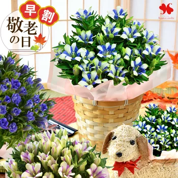 早割 敬老の日 花 花鉢 「 りんどう 鉢植え 白寿 長寿 八重咲 蒼孔雀 5号鉢 」プレゼント ギフト わんちゃん 鉢花 バスケット付 敬老の日プレゼント 敬老の日ギフト 珍しい お花 2025 リンドウ 希少品種 孫から 60代 70代 80代 送料無料