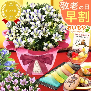 ＼早割！／ 敬老の日 プレゼント ギフト 早割 花 りんどう 竜胆 リンドウ 生花 花鉢 孫 ありがとう どら焼き バウムクーヘン 干し芋 芋けんぴ かりんとう カステラ ようかん あんみつ 秋 送料無料 スイーツ お菓子 和菓子 洋菓子 メッセージカード おいもや