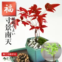 敬老の日 盆栽 ミニ南天 寸景 六角鉢 ミニ盆栽 ギフト プレゼント 誕生日 長寿 お祝い 御祝 開店 オープン ミニ