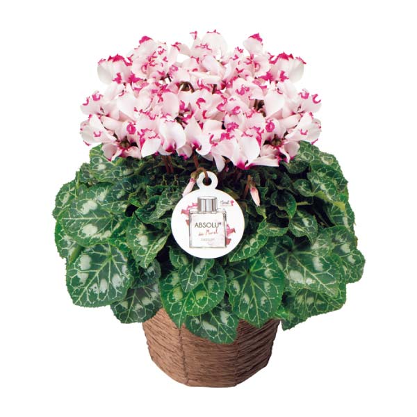 登坂園芸 シクラメン「アブソリュ・ドゥ・モレル」(SUSTEE付)(お届け期間：12/1〜12/31)【冬の贈りもの・お歳暮】