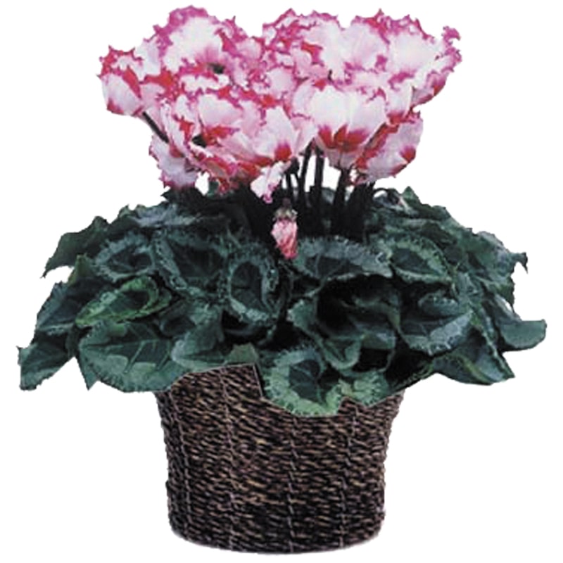 ＜お歳暮＞シクラメン　ビクトリア