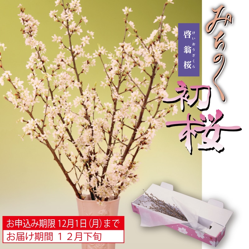 ＜お歳暮＞みちのく初桜（啓翁桜）（東日本版）